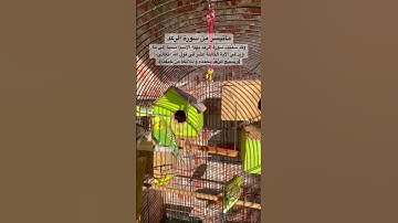 #سورة_الرعد #القرآن_الكريم #المنشاوي #العراق #المصحف #quran #explore #birds #lovebirds #budgielove