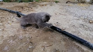 cat playing with water by pet's paradise veterinary clinic 2,029 views 4 years ago 3 minutes, 10 seconds