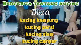 Bercerita tentang kucing | lucu