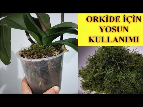 Video: Kurutulmuş sphagnum yosunu nasıl kullanılır?