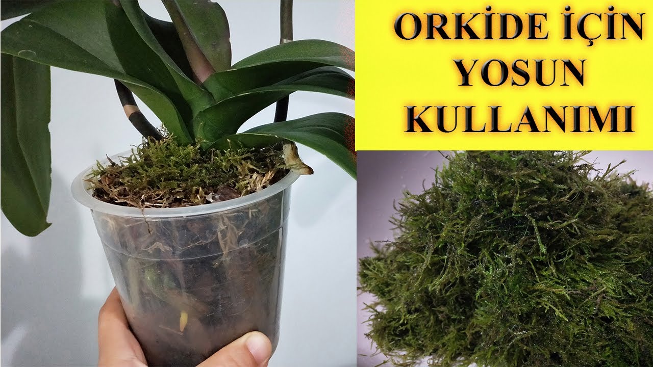 orkide canlandiran yosun kullanimi yosun nasil kullanilir sphagnum yosunu using moss for orchids youtube orkideler bi tki dogal