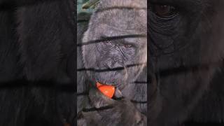 Gorilla Eating Tomatoes! #Gorilla #Eating #Asmr #Satisfying