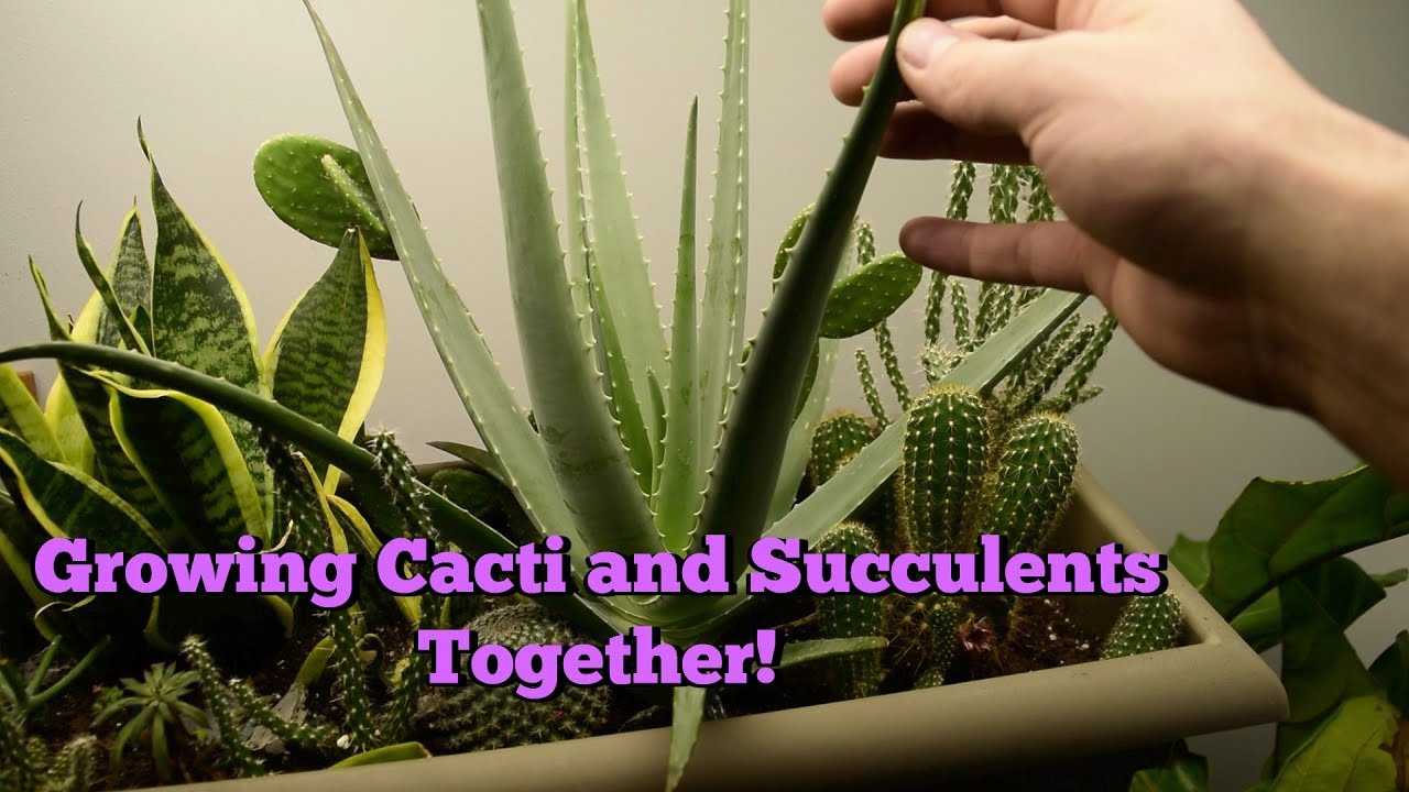 propagation in tagalog Do Succulents and Cactus need to be planted in their own containers?