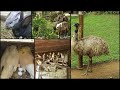 VISITANDO A CRIAÇÃO #21: SITIO 5 IRMÃOS, CRIATÓRIO DE COELHOS, OVELHAS E AVES ORNAMENTAIS