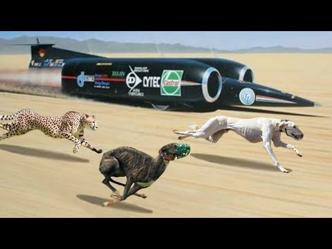 वीडियो: स्पैड और न्यूटर्ड कुत्ते लंबे समय तक जीते हैं