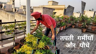 तपती गर्मीयाँ और पौधे by Shampy's Garden 11,845 views 1 month ago 10 minutes, 10 seconds