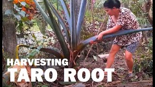 Harvesting Taro Root | Good Heights