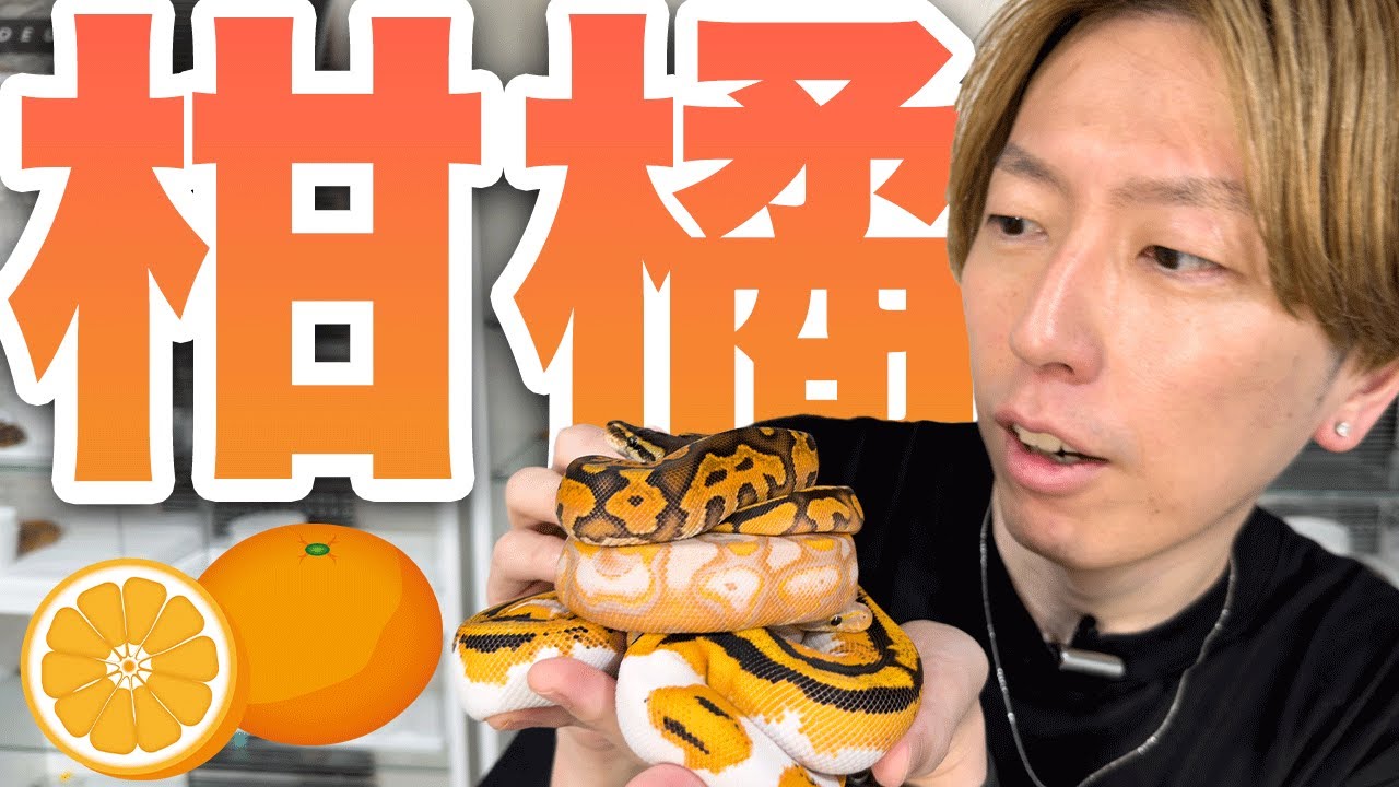異次元のヘビ】最強のオレンジモルフ3選｜ボールパイソン | ボール