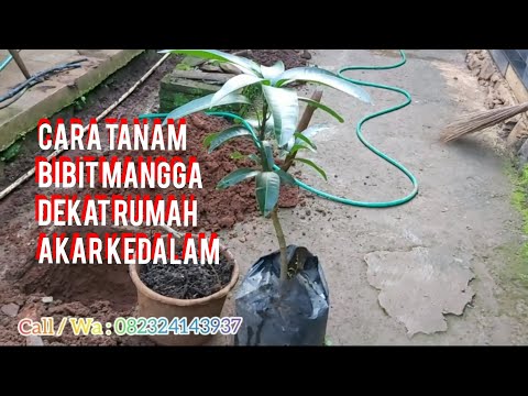 Cara tanam bibit mangga dekat rumah agar akar kedalam