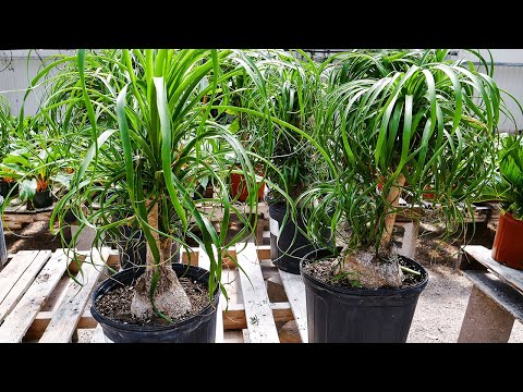 Video: Menumbuhkan Ponytail Palm Di Luar Ruangan - Cara Menumbuhkan Ponytail Palm Di Luar
