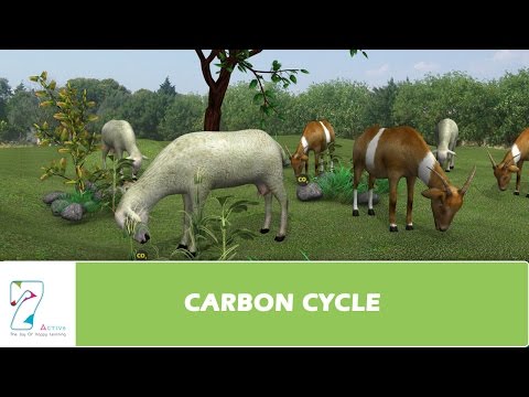 Video: Saan nangyayari ang carbon cycle?