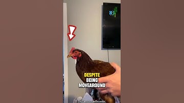 Why can birds stabilize their heads