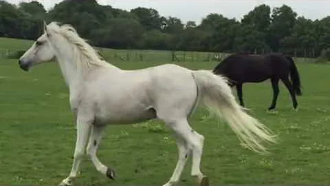Alaska and Gulliver