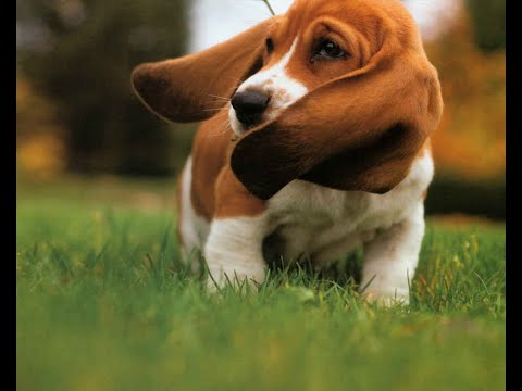 Бассет Хаунд (Basset Hound)