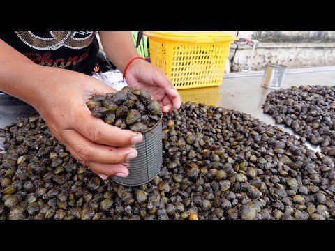 លៀសហាលទួលថ្ម កំពង់ចាម - Dried Asian Clam 