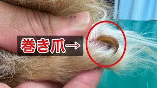 犬の巻き爪の爪切り｜経験20年以上のトリマーによる実演動画