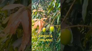 Organic Mango Growth in a Peaceful Indian Village | Nature's Summer Gift 🥭🌿#NatureLovers#india
