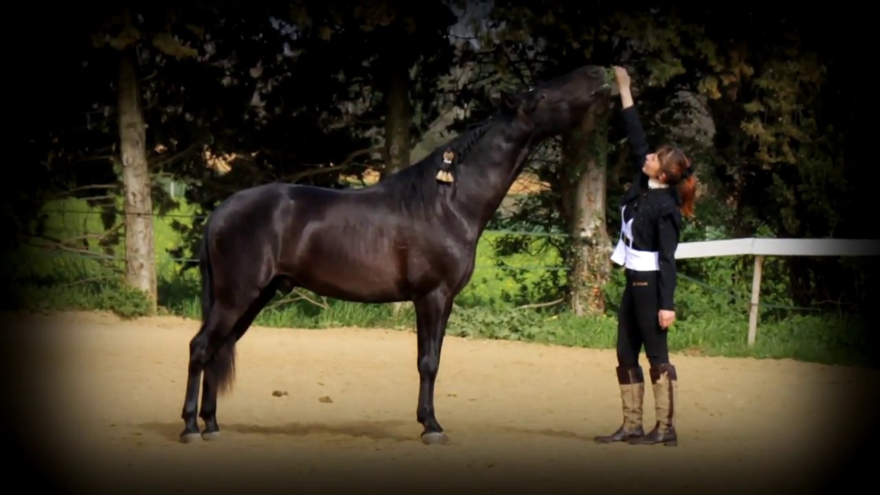 CHEVAL ESPAGNOL NOIR A VENDRE: Sargento - YouTube