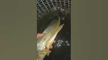 Câu Cá Cóc, Sủ Đêm Tại Làng Bè #shorts