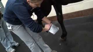 How to Apply a Hoof Bandage