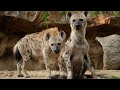 MFAHAMU FISI UTAPENDA Wanafanana Sehemu Za Siri Anatawaliwa Na Jike Na Kinyesi Ndio Silaha Yao MFAHAMU FISI UTAPENDA Wanafanana Sehemu Za Siri Anatawaliwa Na Jike Na Kinyesi Ndio Silaha Yao