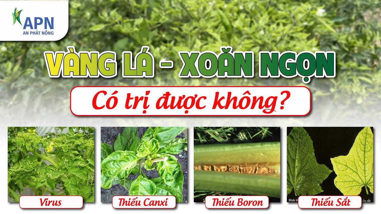 APN - Đánh tan nỗi lo 