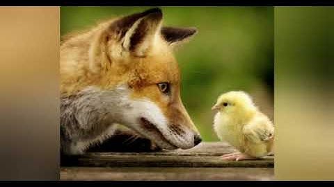 Logical reasoning for grade 4 ICT