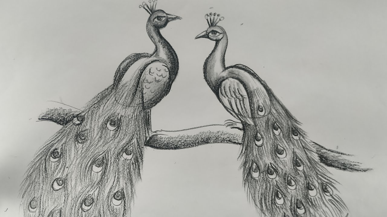 Peacock Pencil Sketch