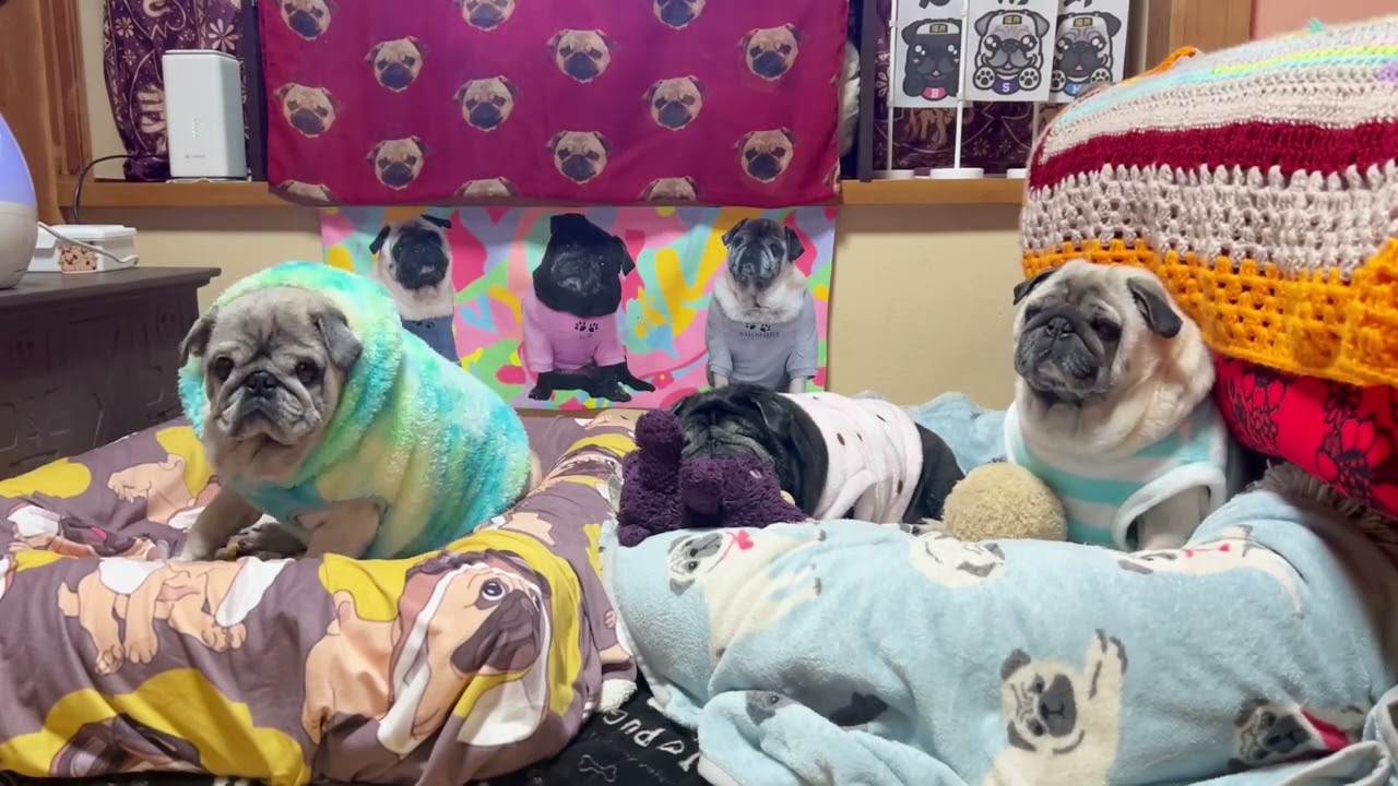 まったり🐶🐶🐶