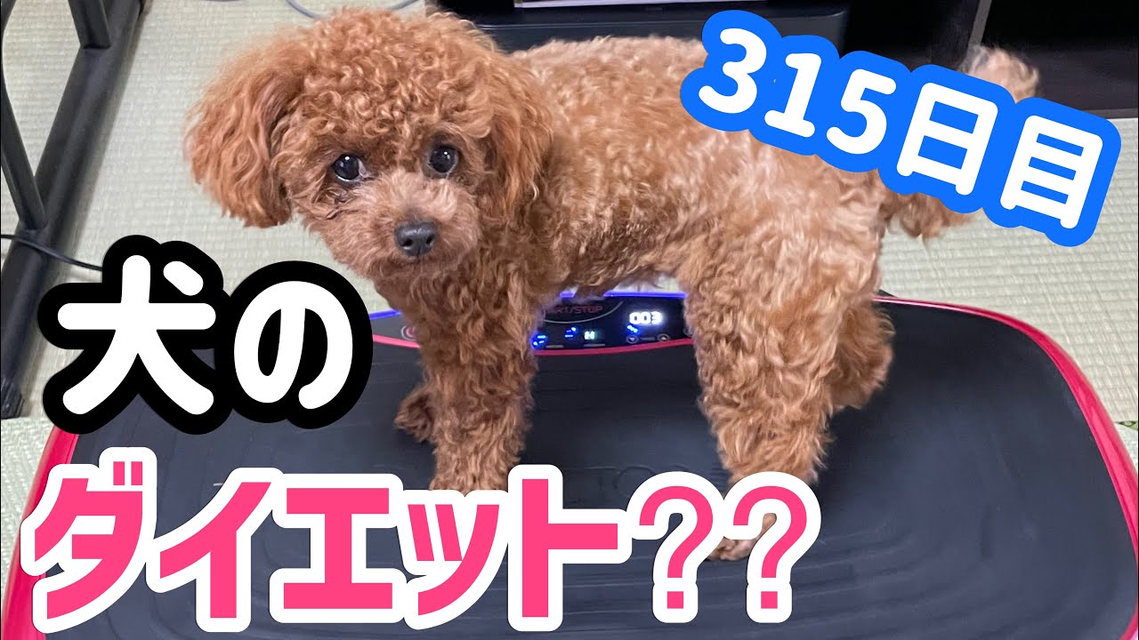 犬のダイエット トイプードル メルリン成長記録 315 お尻のシェイプアップに挑戦中 3dスーパーブレードpro Youtube