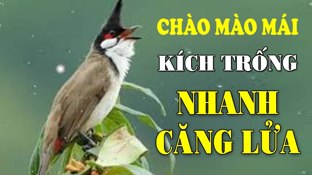 Chào Mào Mái Hót Kích Trống Hay Nhất 2023 - Youtube