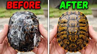 SHELL ROT: How I Saved My Turtle