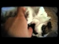My Little Bossing Bugsy Wugsy Mix 3 Created With