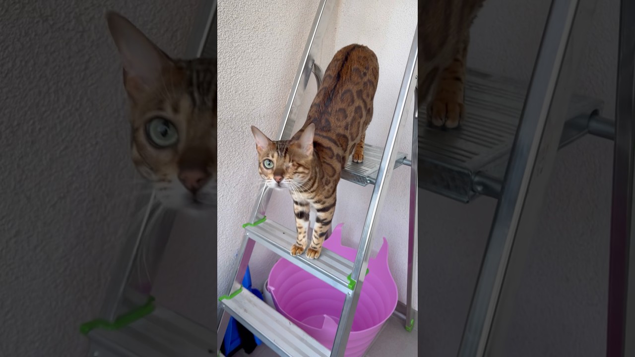 sweety Jasmine 😉🥰😘 #bengalcat #cat