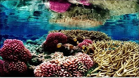 Gen Bio I Lesson 10: Ecosystems, Conservation Biology, and Biodiversity