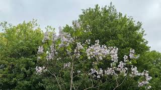 Foxglove tree - crown - April 2026