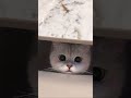 "Tag the cutest girl in the world to come and see!" 🥰 #HealingCats #CutePets #cat #pets #cute