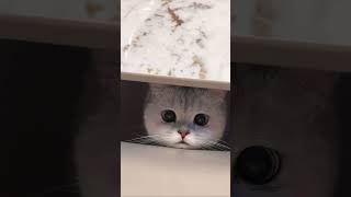 "Tag the cutest girl in the world to come and see!" 🥰 #HealingCats #CutePets #cat #pets #cute