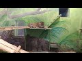 Возвращение в Екатеринбургский зоопарк. Тигры и ягуары приветствуют меня фыркалками и поваляшками❤️
