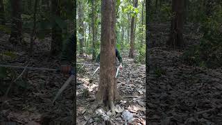 Medición de diámetros de árboles con forcípula