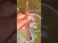 old comb