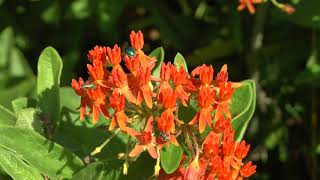 Missouri Bees and Butterfly Milkweed