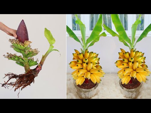 Videó: A banánnövények gondozása – Tanulja meg, hogyan termeszthet egy szál banán szobanövényt
