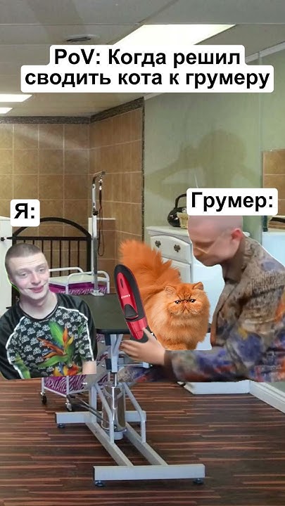 Когда привёл кота на стрижку, а он оказался гномом) #мемы #тренд #кот # ...