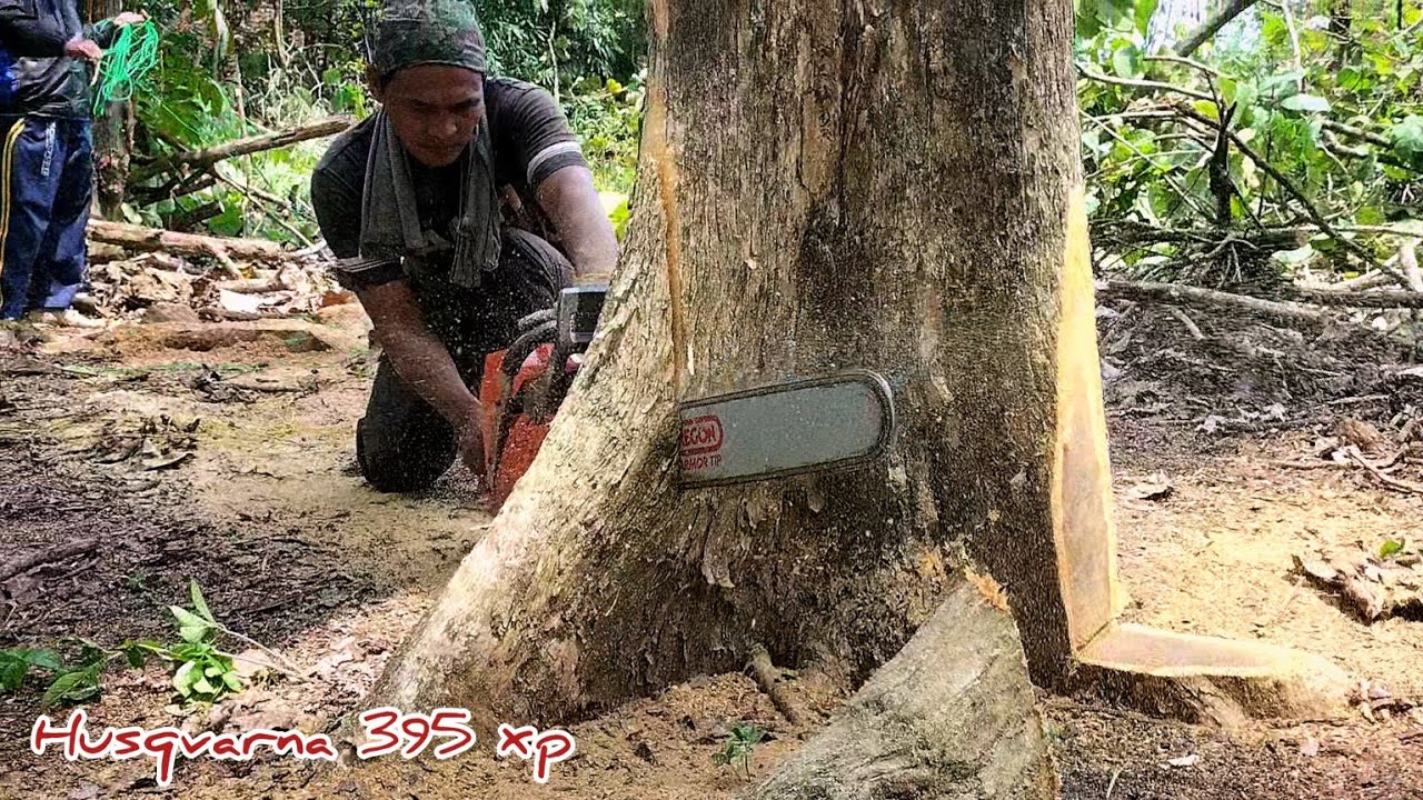 Old teak and tree felling skills - Husqvarna 395 xp - YouTube