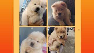 TeddyBear Doggie?Videos of Cute Adorable Chow Chow Puppies #dog #doglover #pets #animals #love #cute