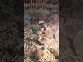 suara itik