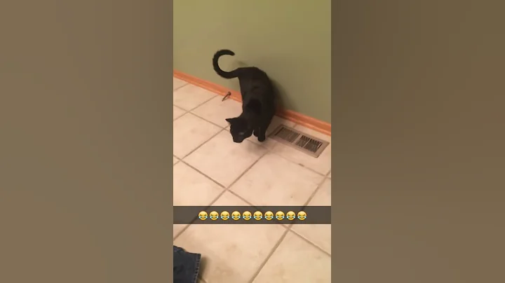 Barry the Cat Gets Startled