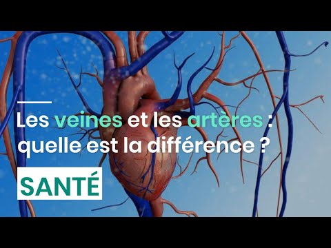Vidéo: Les artères sont-elles bleues ou rouges dans les schémas ?