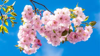 relaxing music in Japanese style 'Cherry blossom season' Calming music for nerves